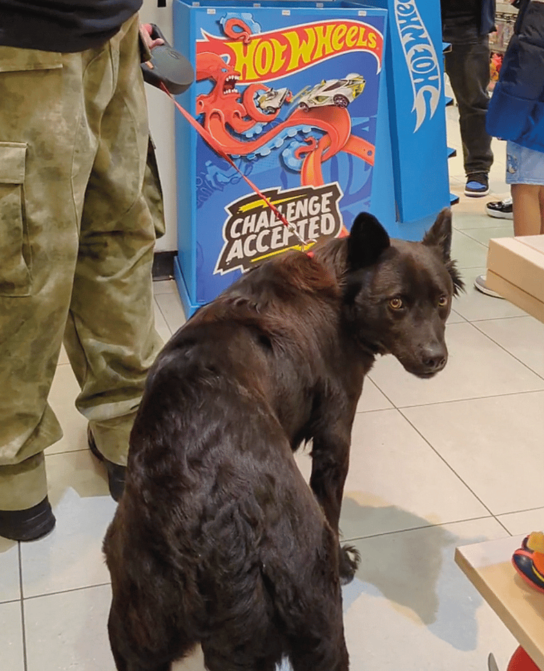 From “Venom” to Honey: How a Name and a Little Patience Changed Everything for One Misunderstood Dog